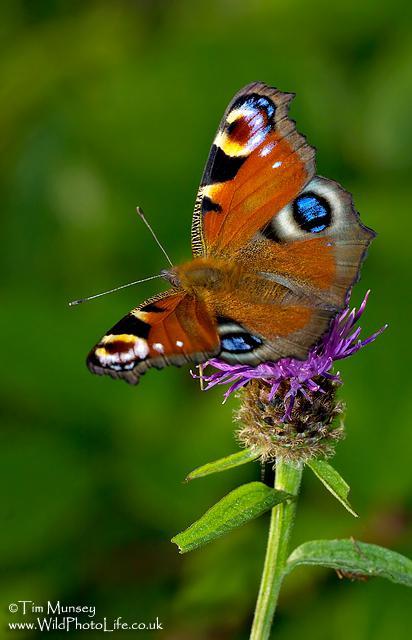 Peacock Butterfly.jpg